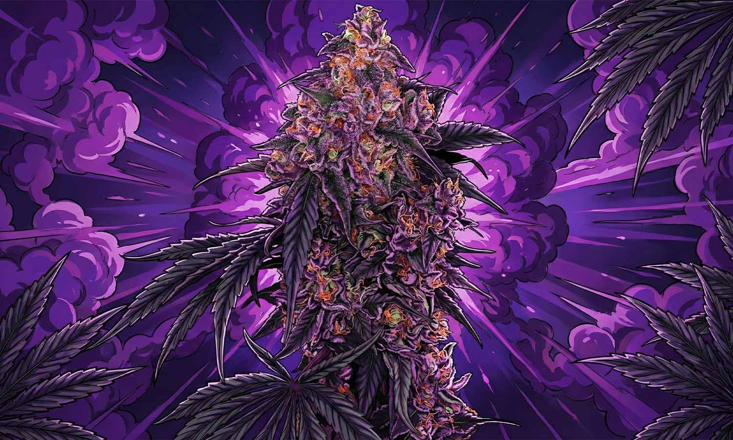 Eine lebendige, stilisierte Illustration einer Cannabispflanze mit violetten Knospen und grünen Blättern vor einem dramatischen, leuchtend violetten Hintergrund mit Sprengungen und wolkenartigen Mustern.