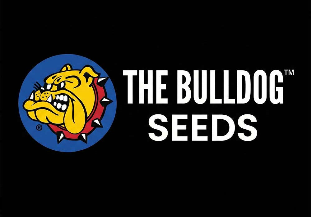 Das Logo für The Bulldog Seeds zeigt eine knurrende gelbe Bulldogge mit Stachelhalsband in einem blauen Kreis, daneben steht fett weißer Text mit der Aufschrift THE BULLDOG SEEDS auf schwarzem Hintergrund.