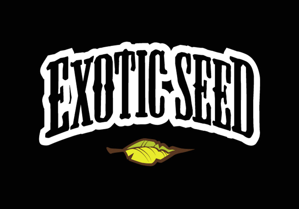 Das Bild zeigt den Schriftzug EXOTIC SEED in fetten, weißen, geschwungenen Buchstaben mit einem gelb-grünen Blatt und einer braunen Stielgrafik darunter, alles vor einem schwarzen Hintergrund.