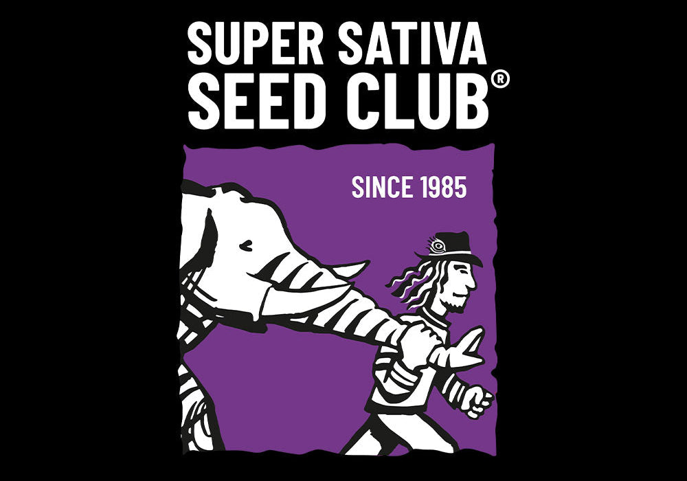 Das Logo des Super Sativa Seed Club zeigt eine Person, die mit einem Elefanten auf einem lila Hintergrund spazieren geht und sich an den Händen hält. Darüber steht der Text Since 1985.