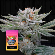 Nahaufnahme einer frostigen Pflanze mit harzigen Knospen, Ecke zeigt Nine Weeks Harvest Ambrosia Beutel