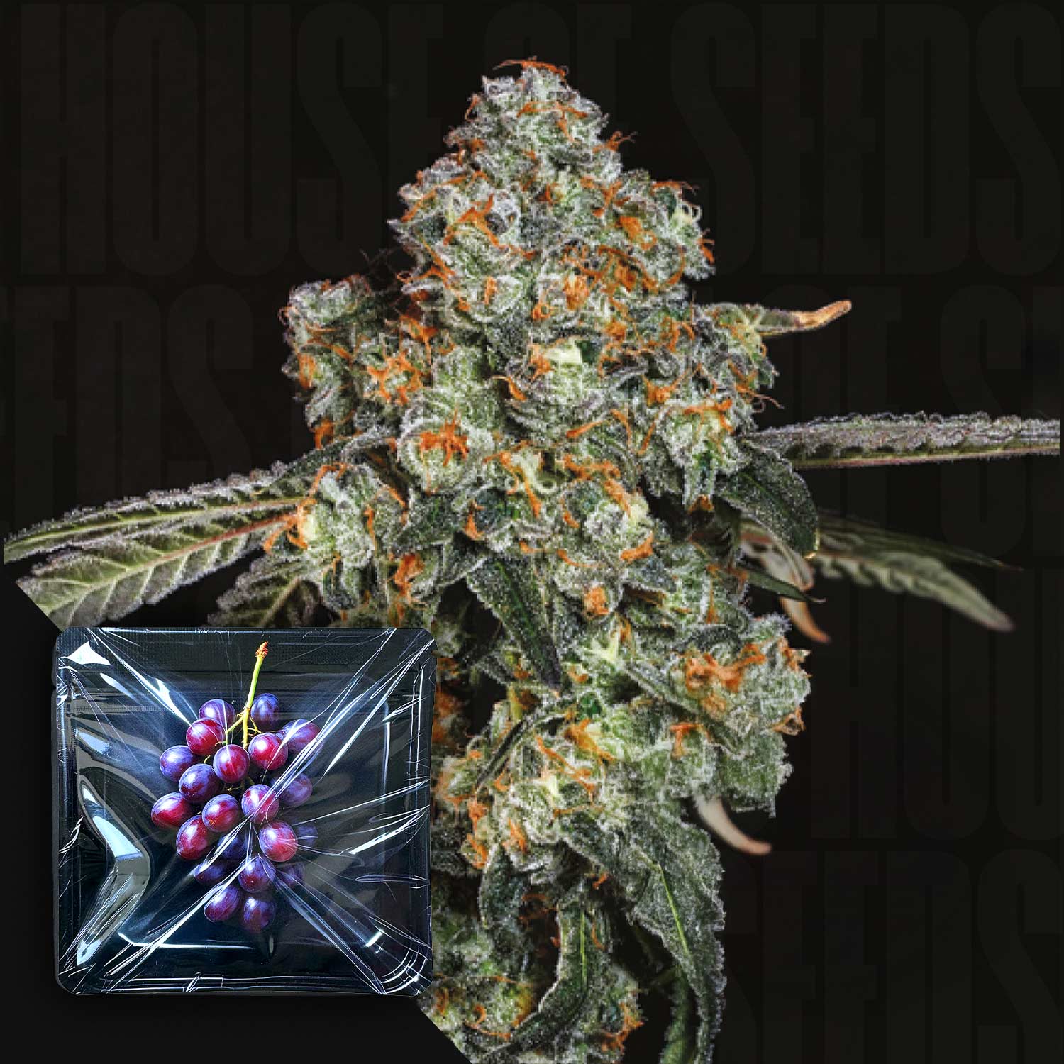 Eine frostige Dirty Girl Knospe von Nine Weeks Harvest mit orangefarbenen Haaren und Trauben in der unteren linken Ecke.