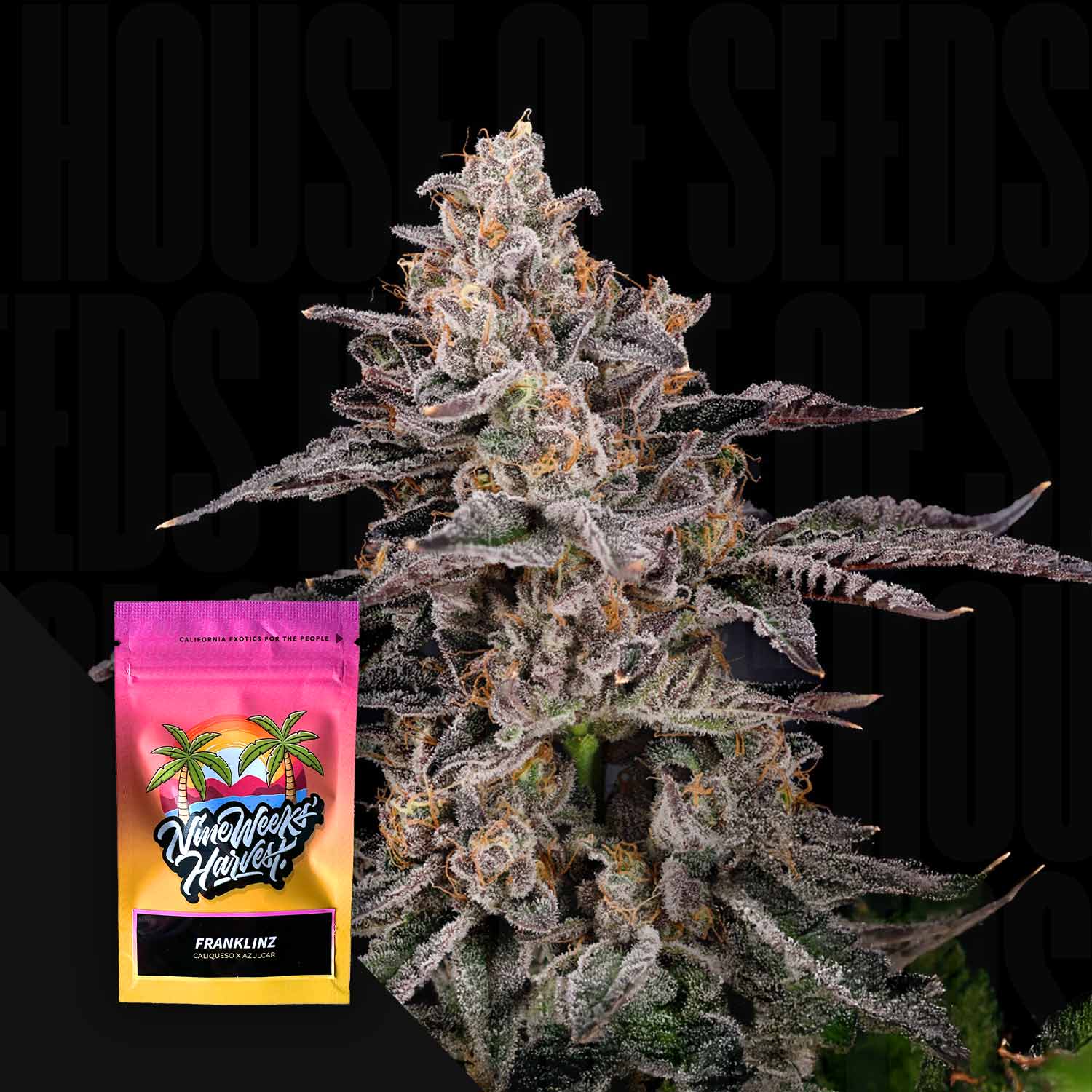 Nahaufnahme einer frostigen Cannabispflanze mit einer bunten Franklinz by Nine Weeks Harvest-Samentüte davor.