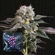 Frostige Hashdrip-Knospe von Nine Weeks Harvest mit dunklen Blättern, daneben eine Packung mit lila Trauben.