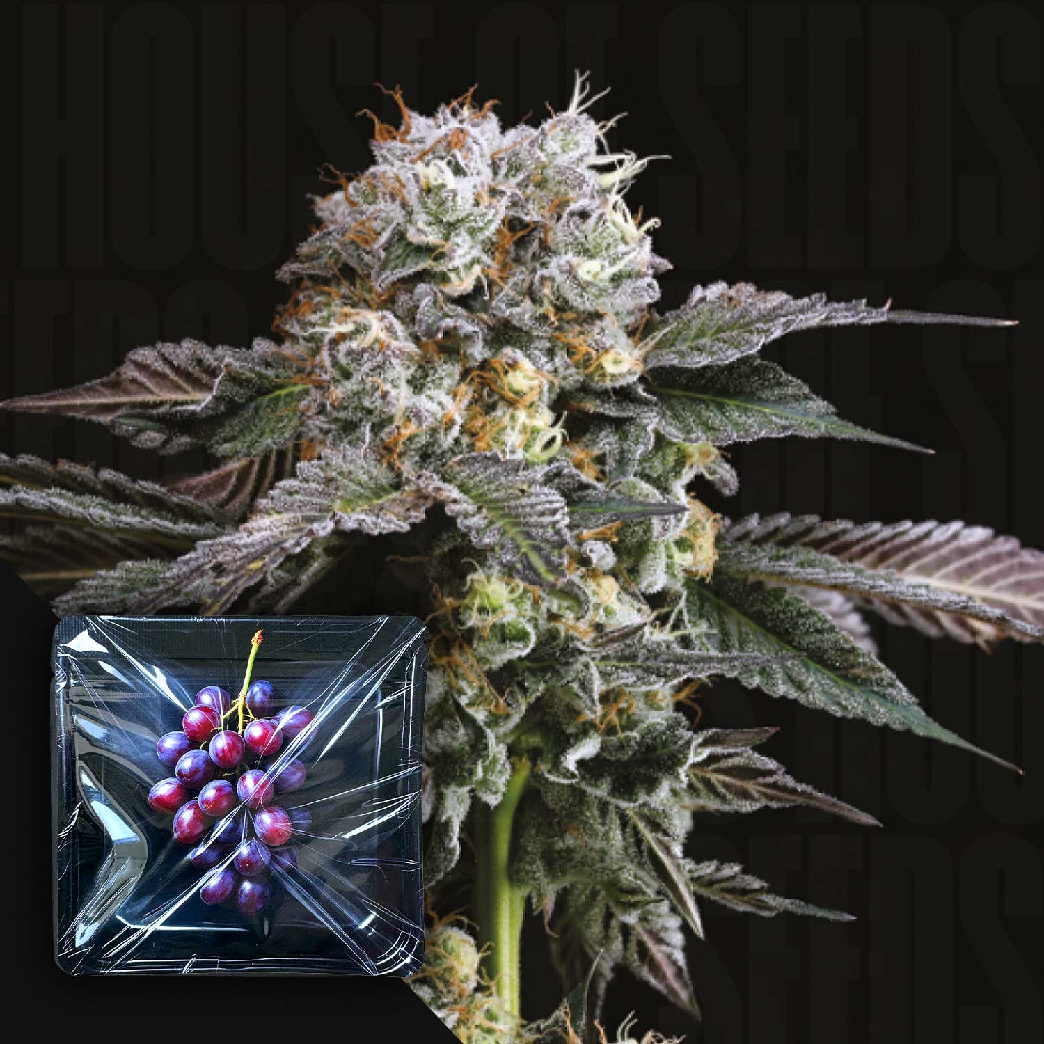 Eine frostige Hashdrip-Knospe von Nine Weeks Harvest mit violetten Farbtönen und einer verpackten Weintraube in der Ecke.
