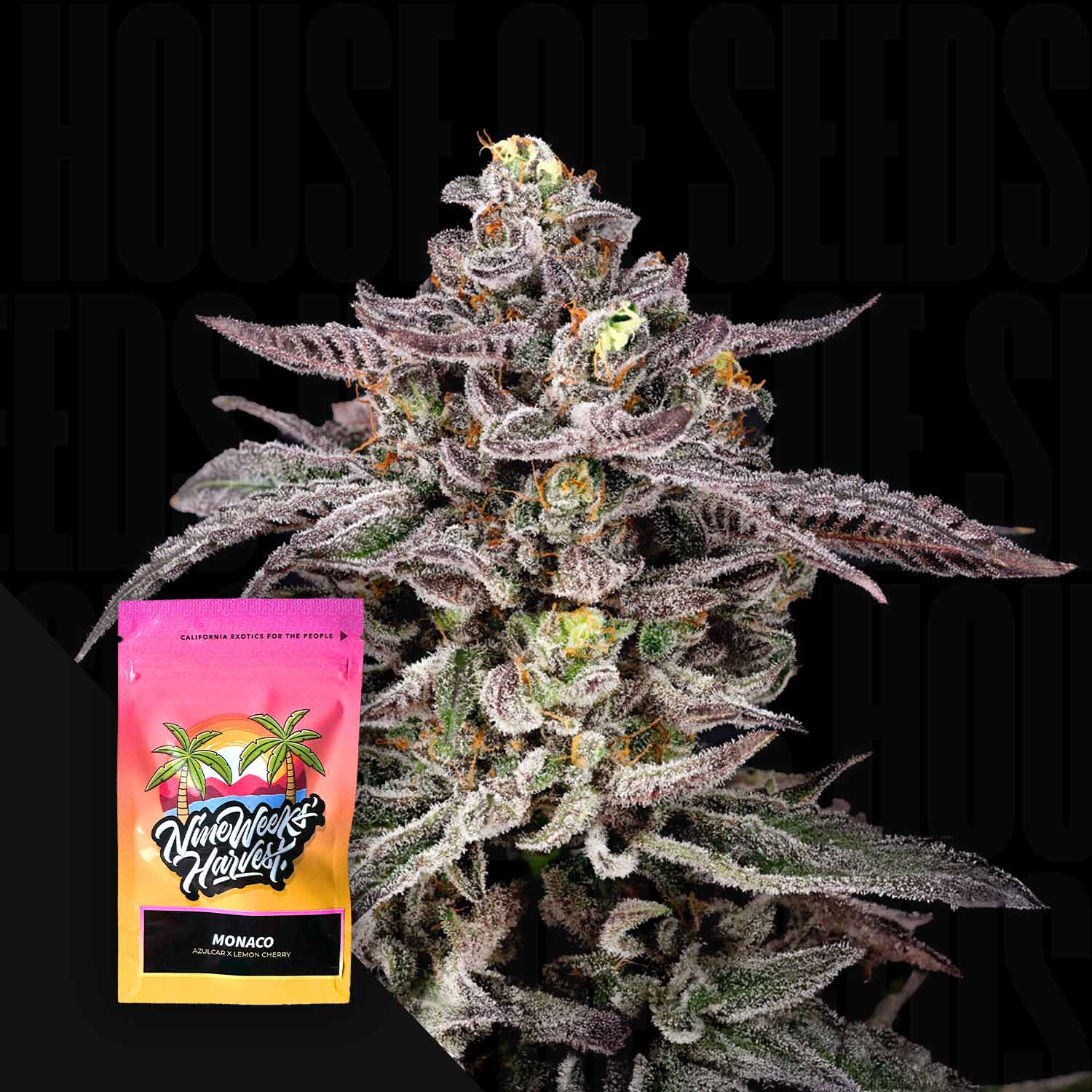 Frostige lilafarbene Cannabispflanze neben leuchtendem Nine Weeks Harvest Monaco Samenpaket mit Palmen und Sonnenuntergang