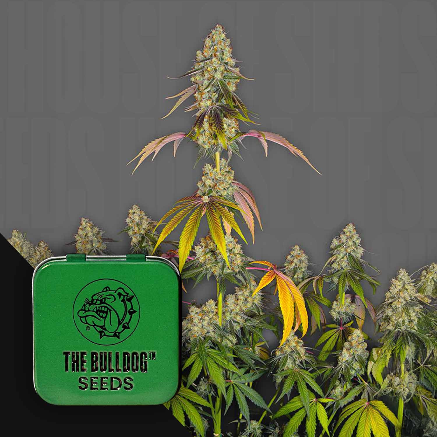 Großknospige Cannabispflanzen und The Bulldog Cookies-Dose von The Bulldog Seeds im Vordergrund.