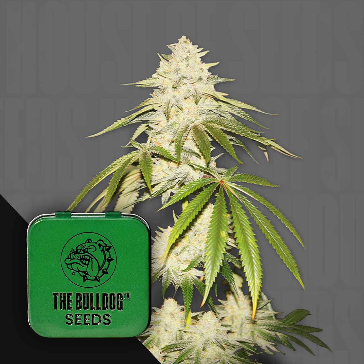 Dichte Joris Pound Cake-Knospen liegen neben einer grünen The Bulldog Seeds-Dose vor einem dunklen Hintergrund.