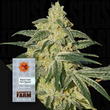 Afghan Hash Plant