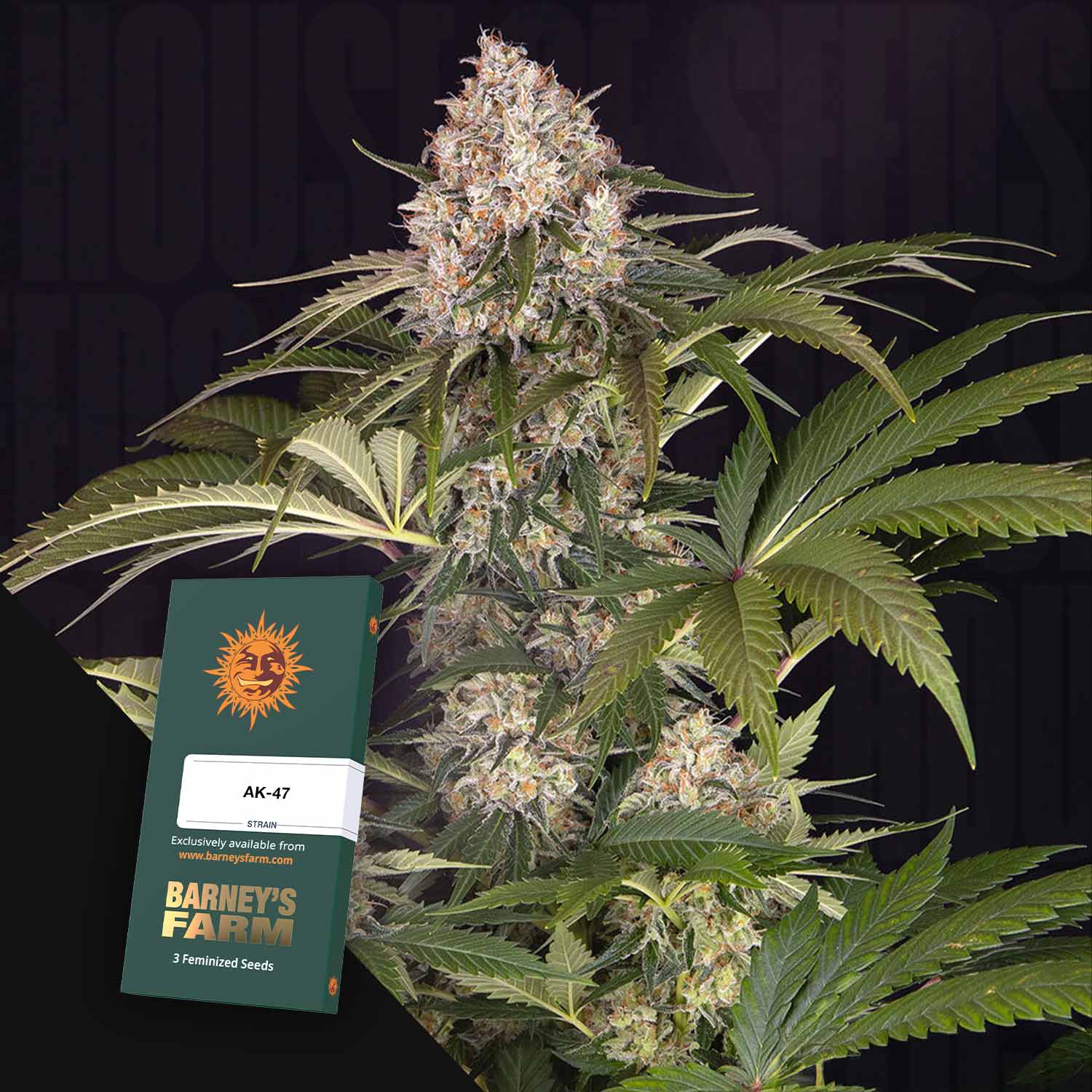 Eine blühende Cannabispflanze hinter einer Barney's Farm AK-47 Samenpackung.
