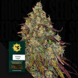 Amnesia Lemon