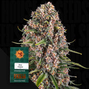 Dichte Cannabisknospe mit grünen, violetten und orangen Farbtönen, Blue Cheese Samenpackung von Barney’s Farm in der Ecke vor dunklem Hintergrund