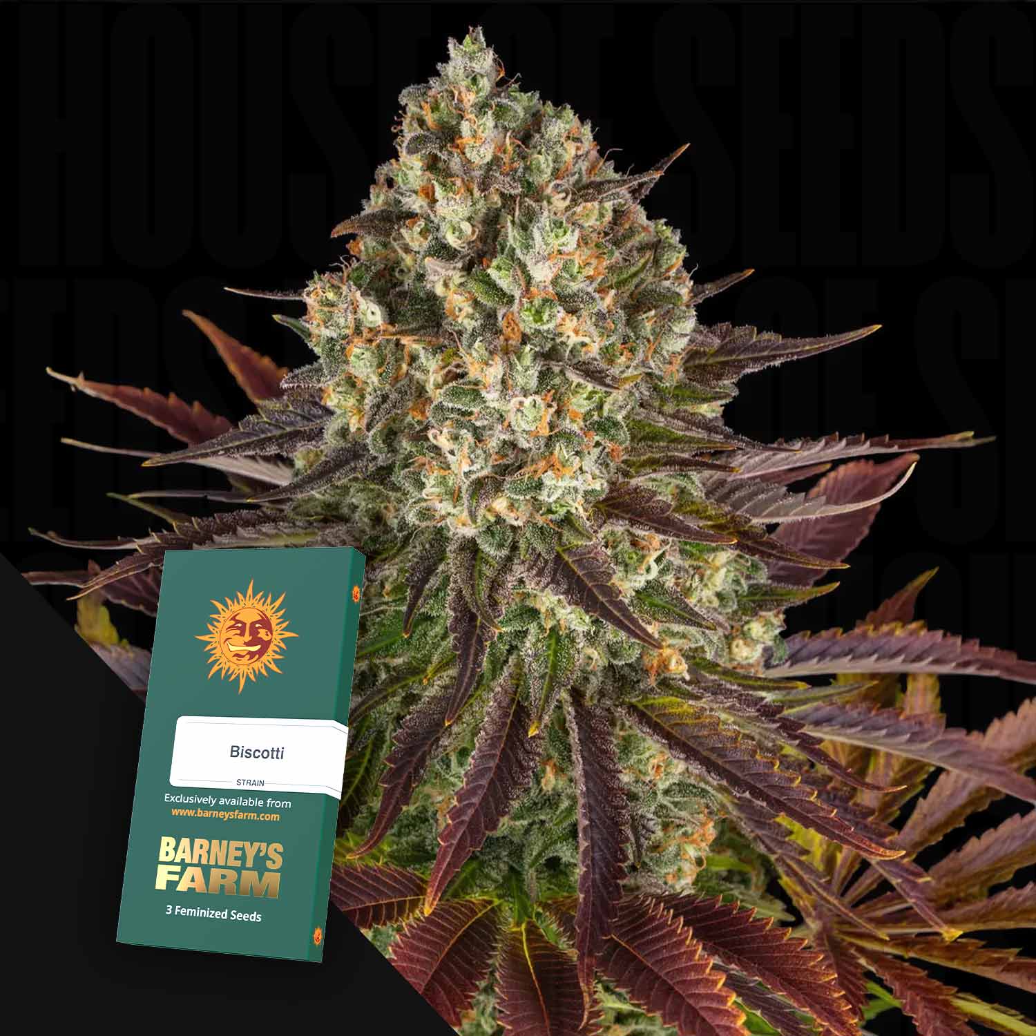 Eine Nahaufnahme einer blühenden Cannabispflanze mit einer Biscotti-Samenpackung von Barney's Farm.