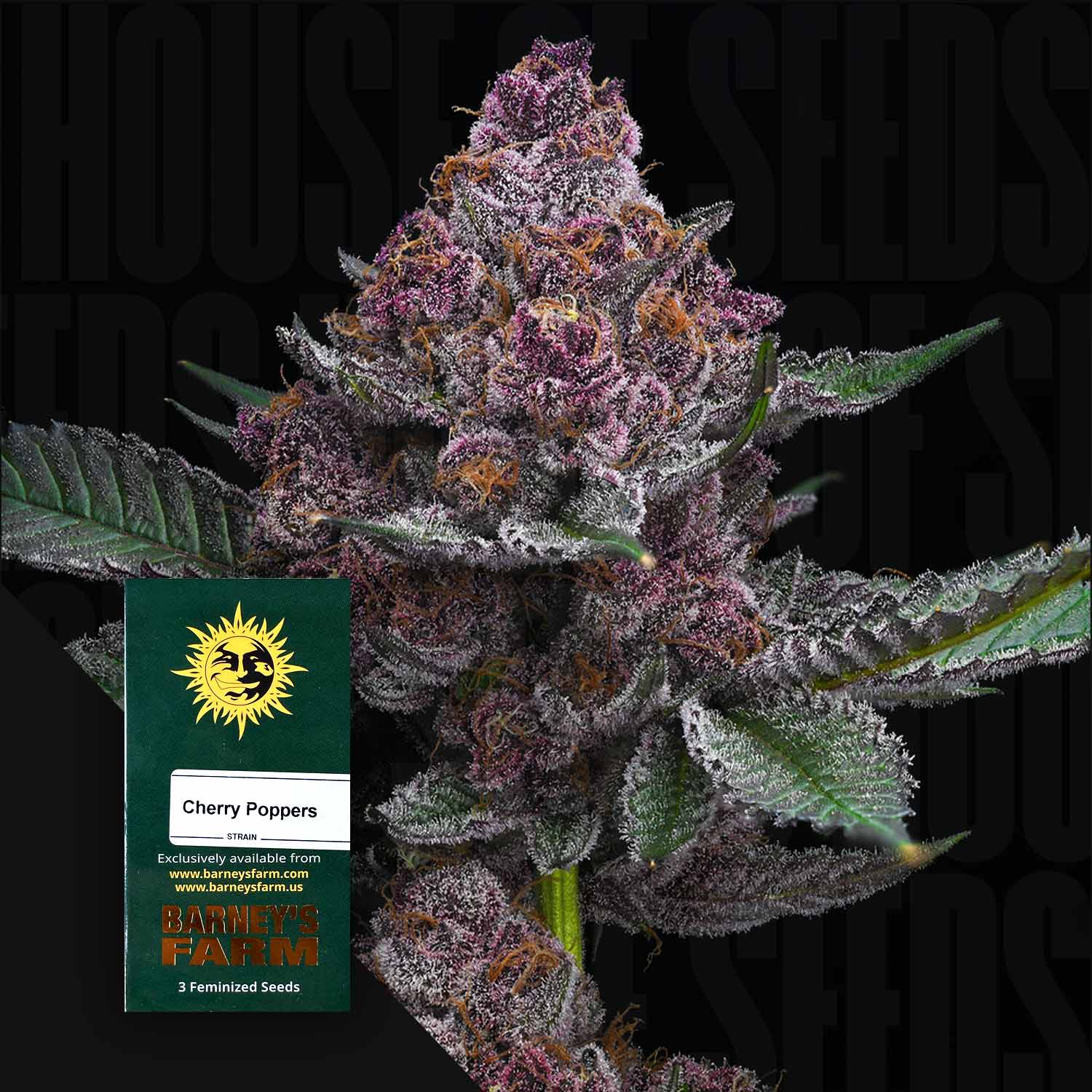 Nahaufnahme einer frostigen Cannabisknospe mit lila Blättern, vorne grüne Barney’s Farm Cherry Poppers Packung mit Sonnenlogo