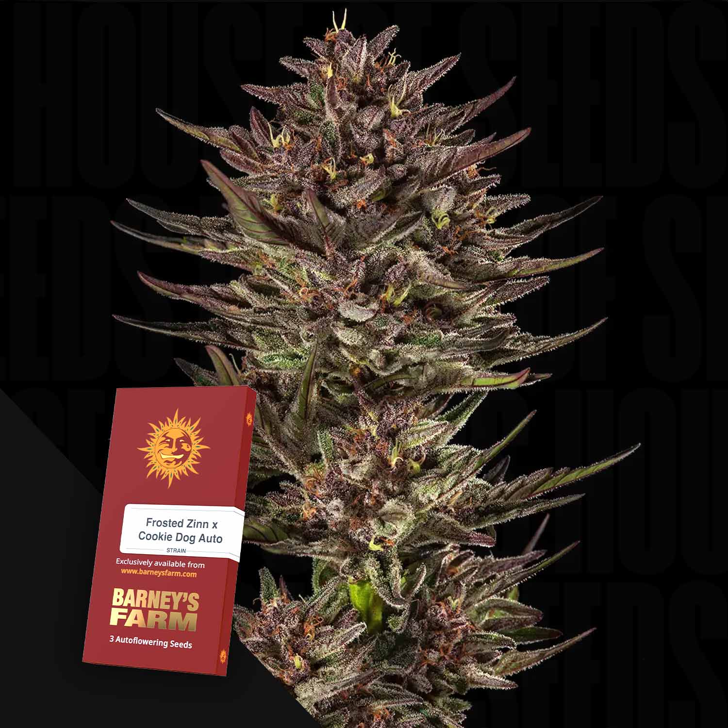 Nahaufnahme einer Cannabispflanze mit einem Barney's Farm "Frosted Zinn x Cookie Dog Auto" Samenpaket.