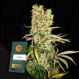 G13 Haze