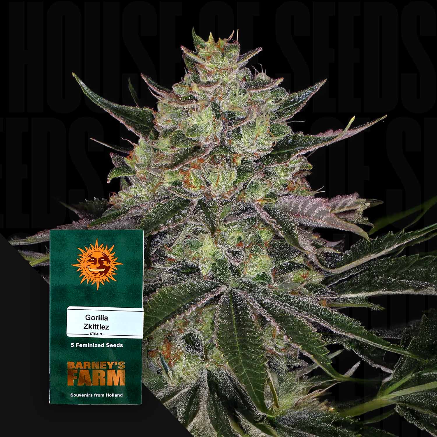 Nahaufnahme einer dichten Cannabispflanze, vorne grüne Barney’s Farm Gorilla Zkittlez Packung mit 5 Feminized Seeds