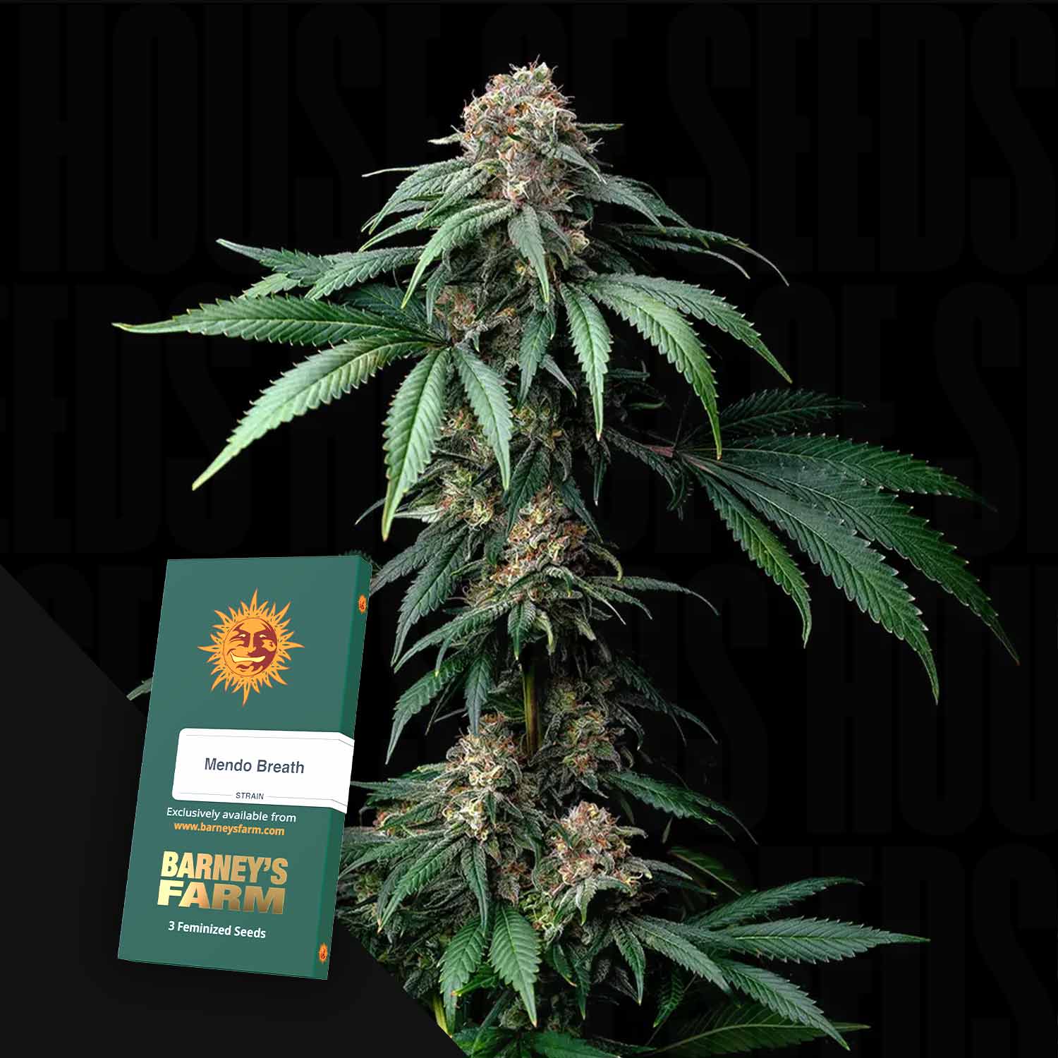 Eine Cannabispflanze mit dichten Knospen und grünen Blättern neben einem Barney's Farm Mendo Breath Samenpaket.