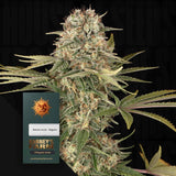 Master Kush