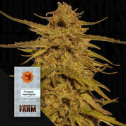 Pineapple Haze Cannabispflanze mit grünen und orangen Knospen, Barney’s Farm Samenpackung im Vordergrund