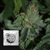 Buddha Tahoe OG