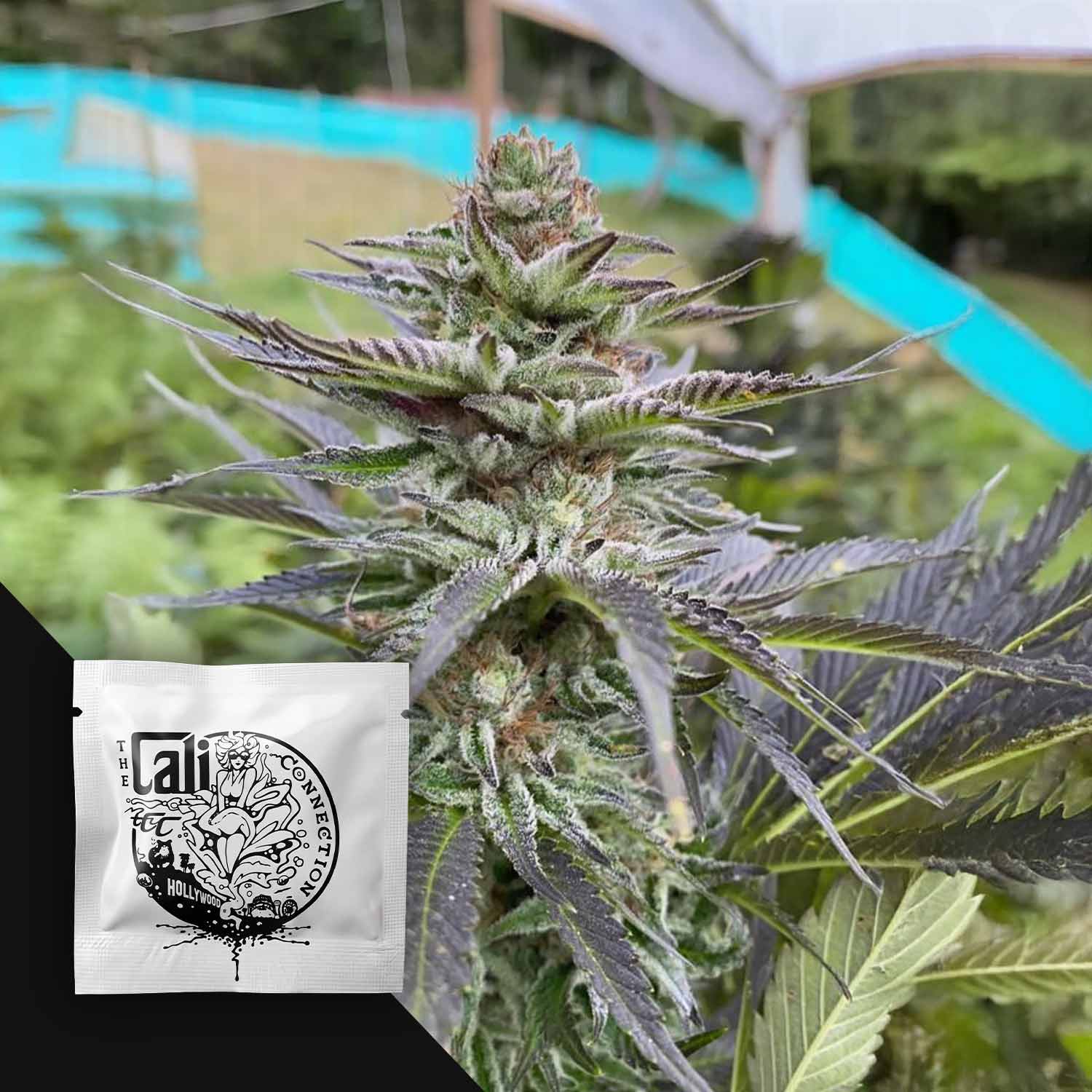 CC-GSC-0