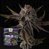 Purple Preserves