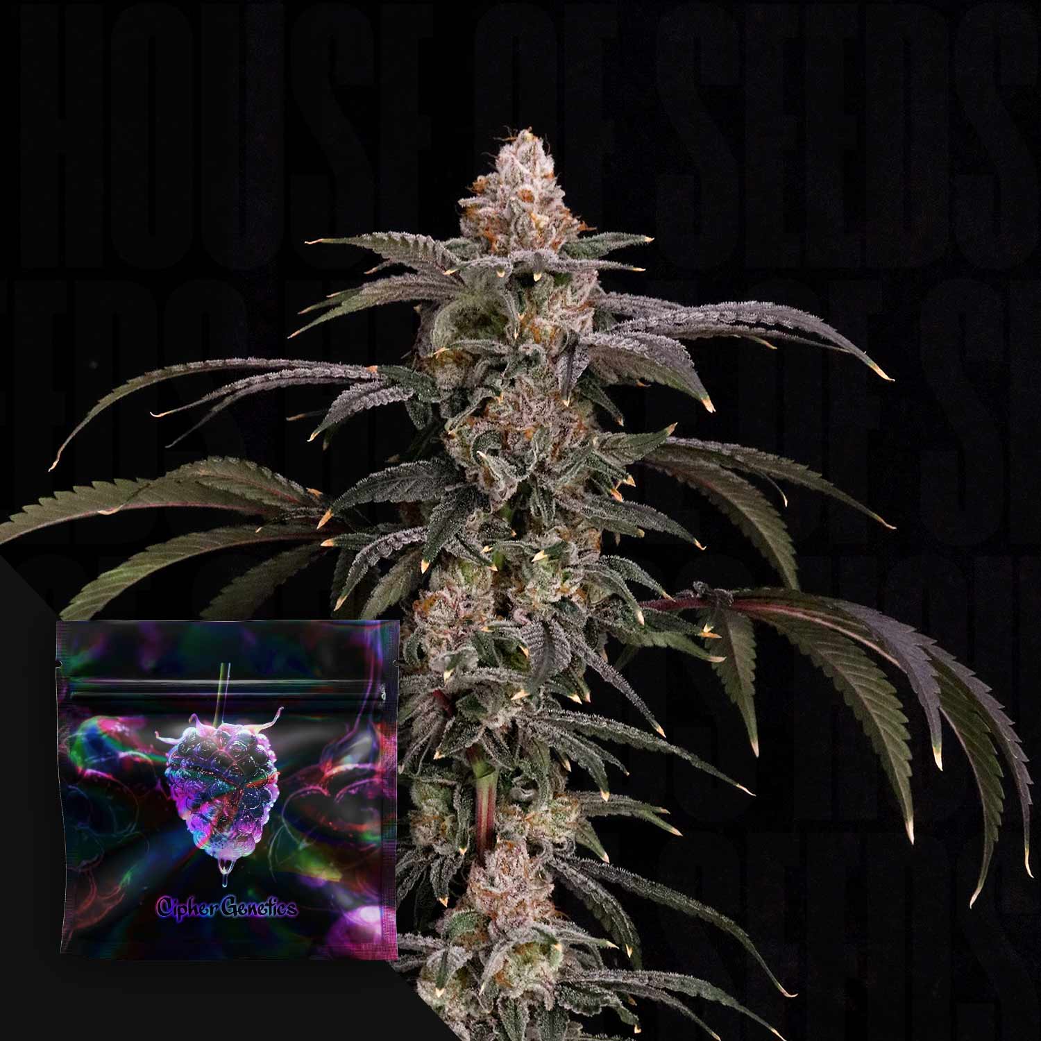 Dichte Black Beretta-Knospen neben einer bunten Cipher Genetics-Verpackung auf dunklem Hintergrund.