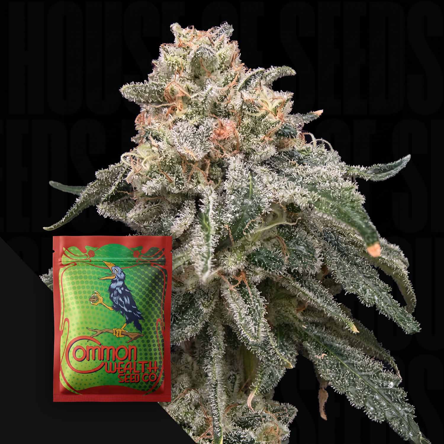 CWS-GG-0