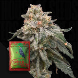 Grape Goblin