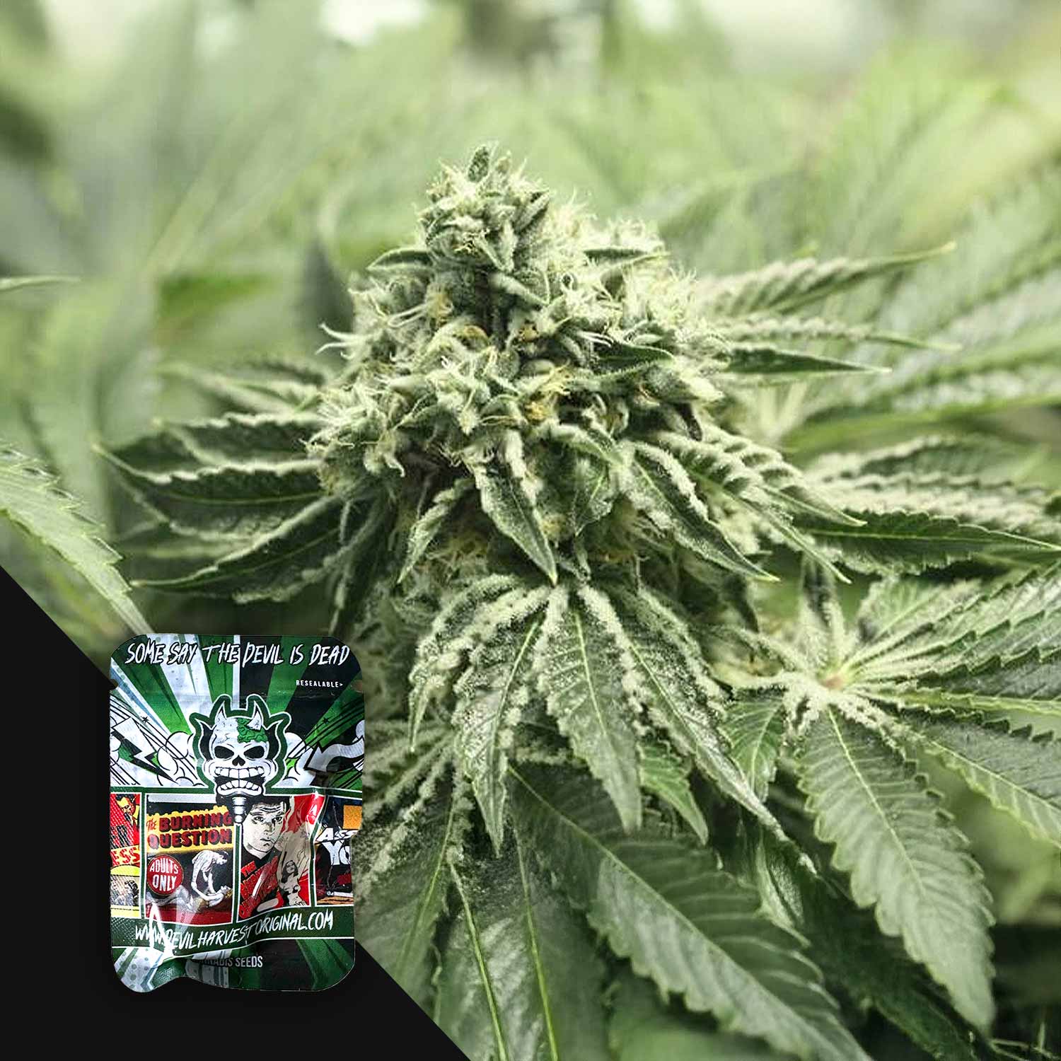 Nahaufnahme einer Cannabispflanze mit einem Devil's Harvest RLX OG-Samenpäckchen in der unteren linken Ecke.