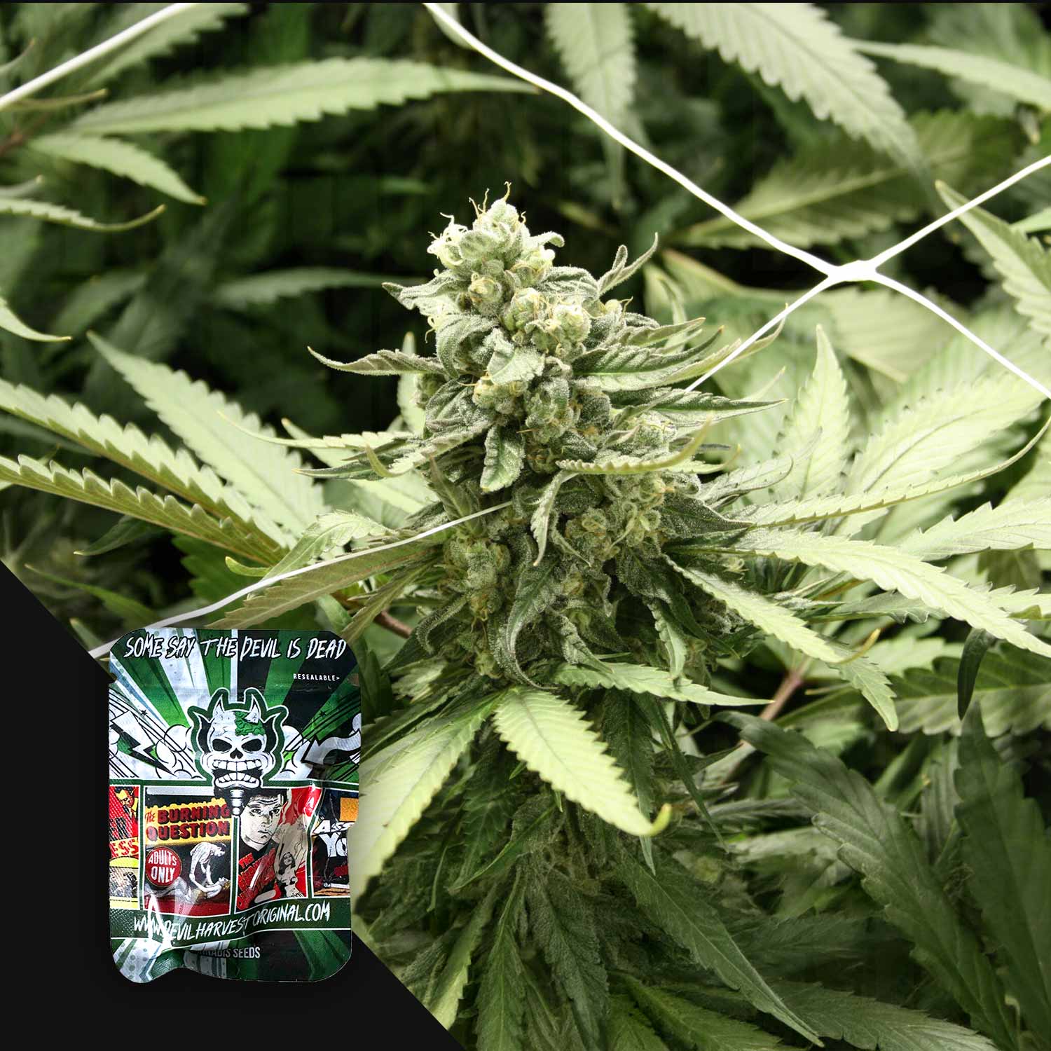 Nahaufnahme von RLX Runtz Cannabisknospen mit Devil's Harvest Verpackung in der Ecke.