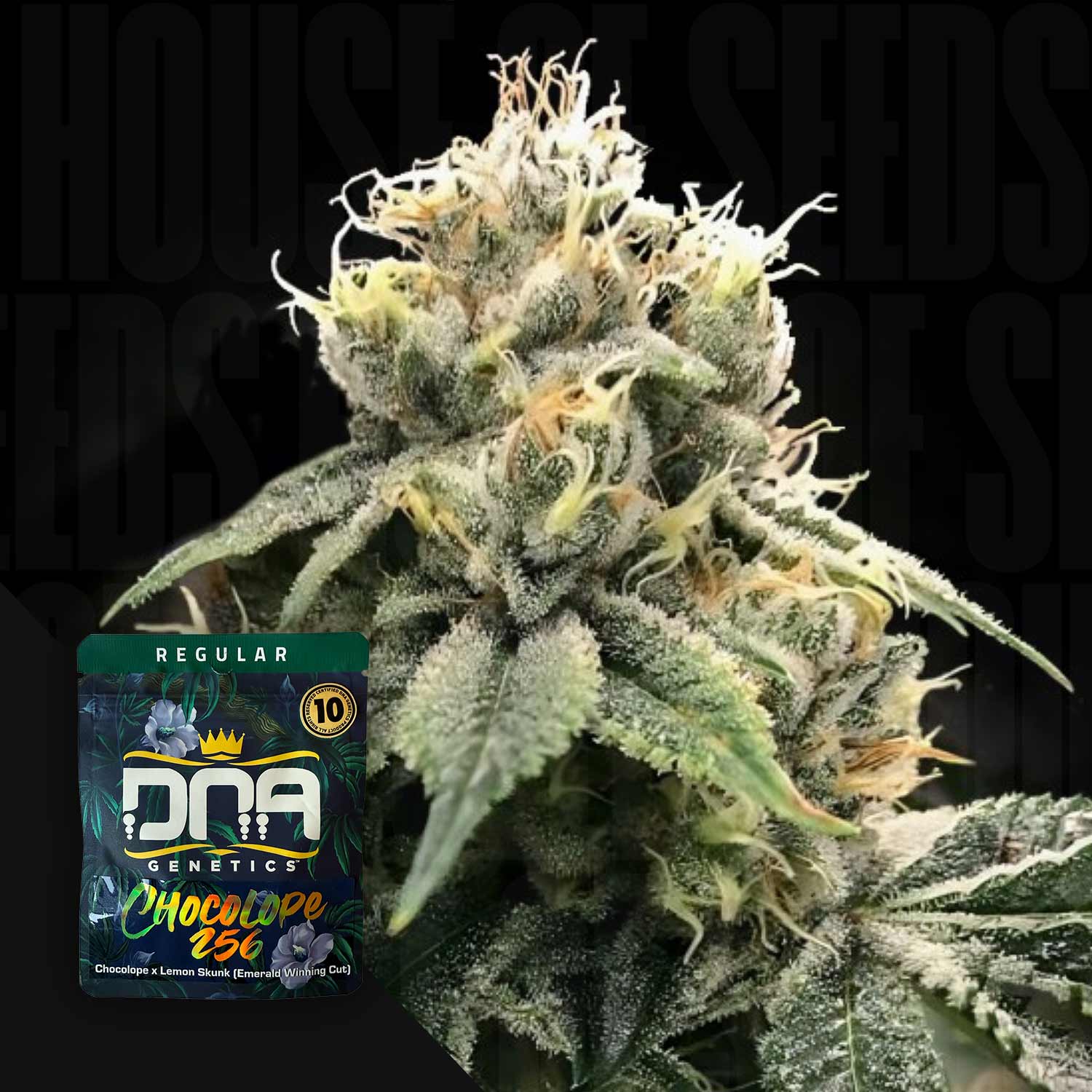 DNA-C256-0