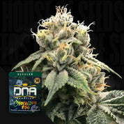 DNA-C256-0