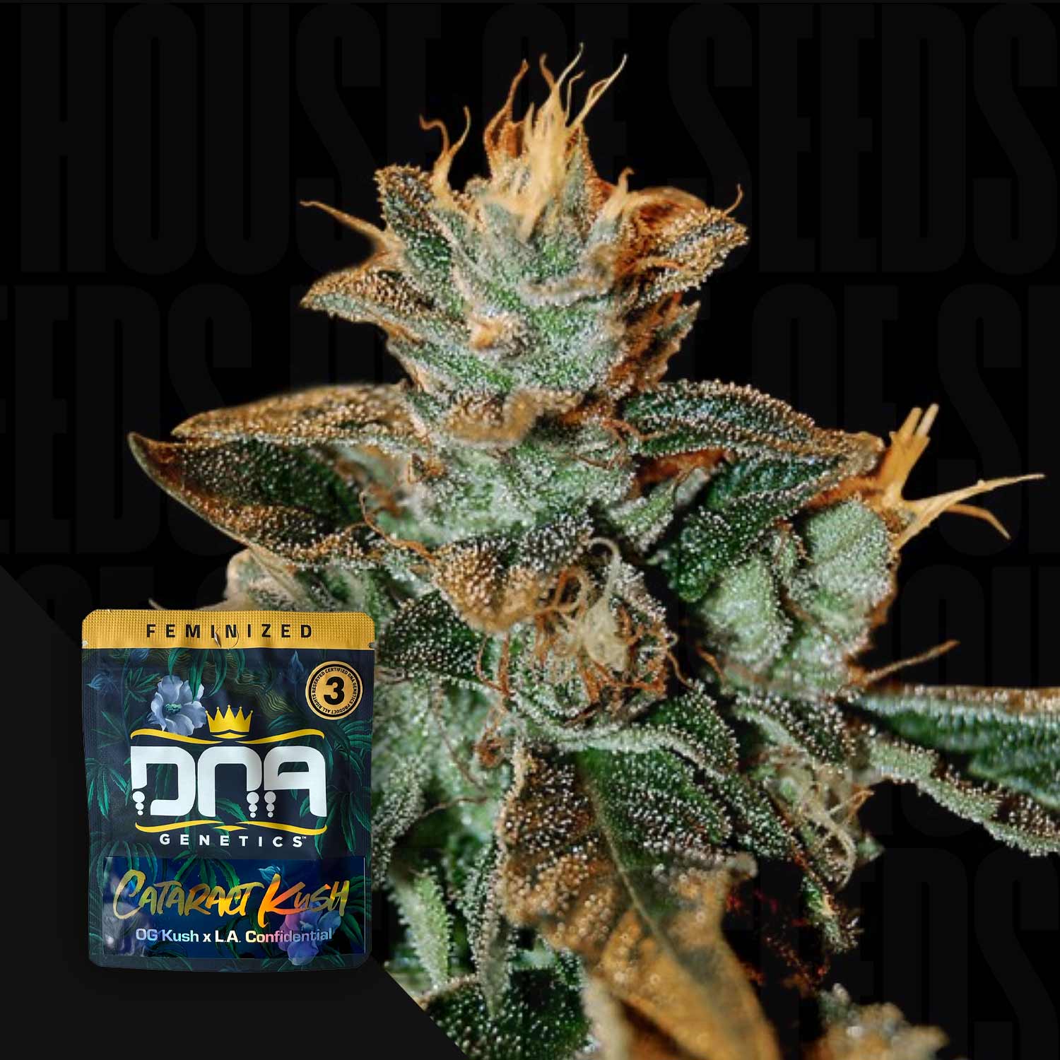 Frostige Cataract Kush Knospe mit DNA Genetics Samenpaket in der Ecke.