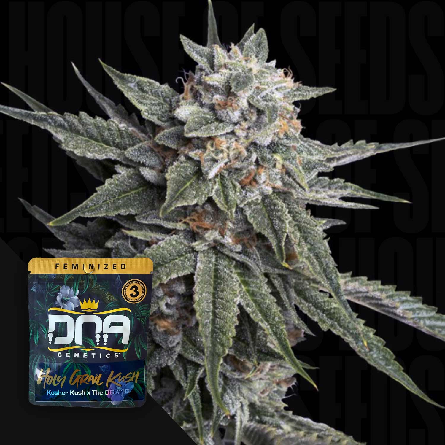 Nahaufnahme einer gefrorenen Cannabispflanze mit einer DNA Genetics Holy Grail Kush Samenpackung sichtbar.