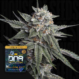 Holy Grail Kush
