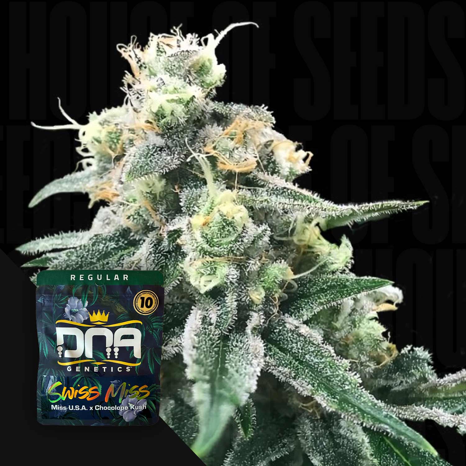 Eine frostige Cannabispflanze mit einem DNA Genetics Swiss Miss Samenpaket in der Ecke.