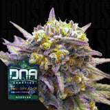 Tangilope Kush