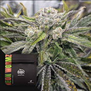 Nahaufnahme einer frostigen Cannabispflanze mit einem Doja Neon Wormz Samenpaket in der Ecke.