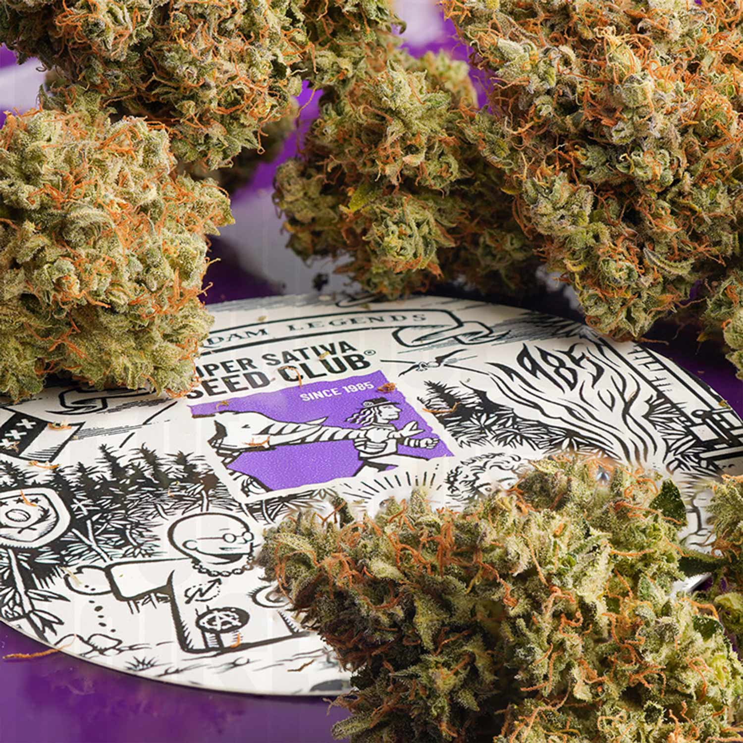 Nahaufnahme Cannabisknospen mit orangen Haaren, daneben Super Sativa Seed Club Dose von Auto Elephant