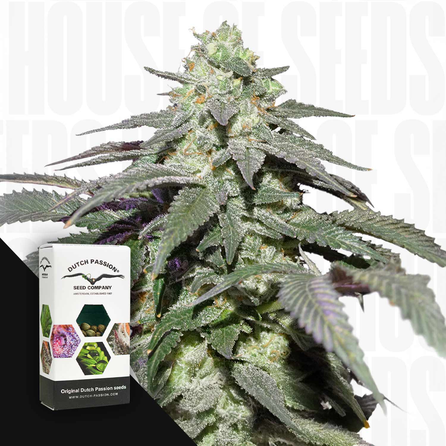 Eine Nahaufnahme der frostigen Knospen der Auto Skywalker Haze neben einer Dutch Passion-Samenschachtel.