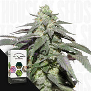 Nahaufnahme einer frostigen Auto Skywalker Haze Pflanze mit dichten Knospen und lila Blättern, unten links Dutch Passion Verpackung