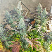 Blueberry von Dutch Passion hat frostige Knospen mit grünen, violetten und rötlich-braunen Blättern.