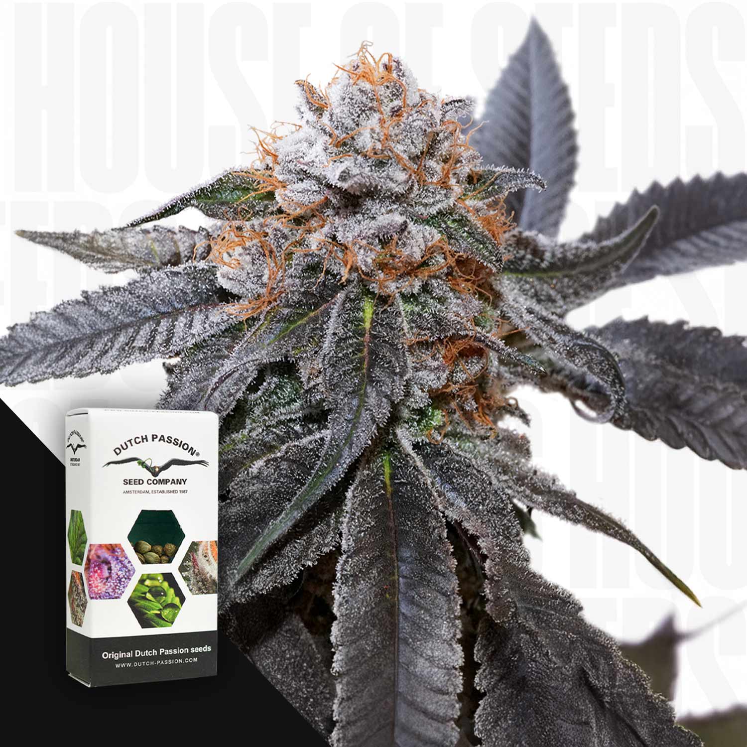 Nahaufnahme einer frostigen Blue Zushi Pflanze mit violetten Blättern, unten links Dutch Passion Samenpaket