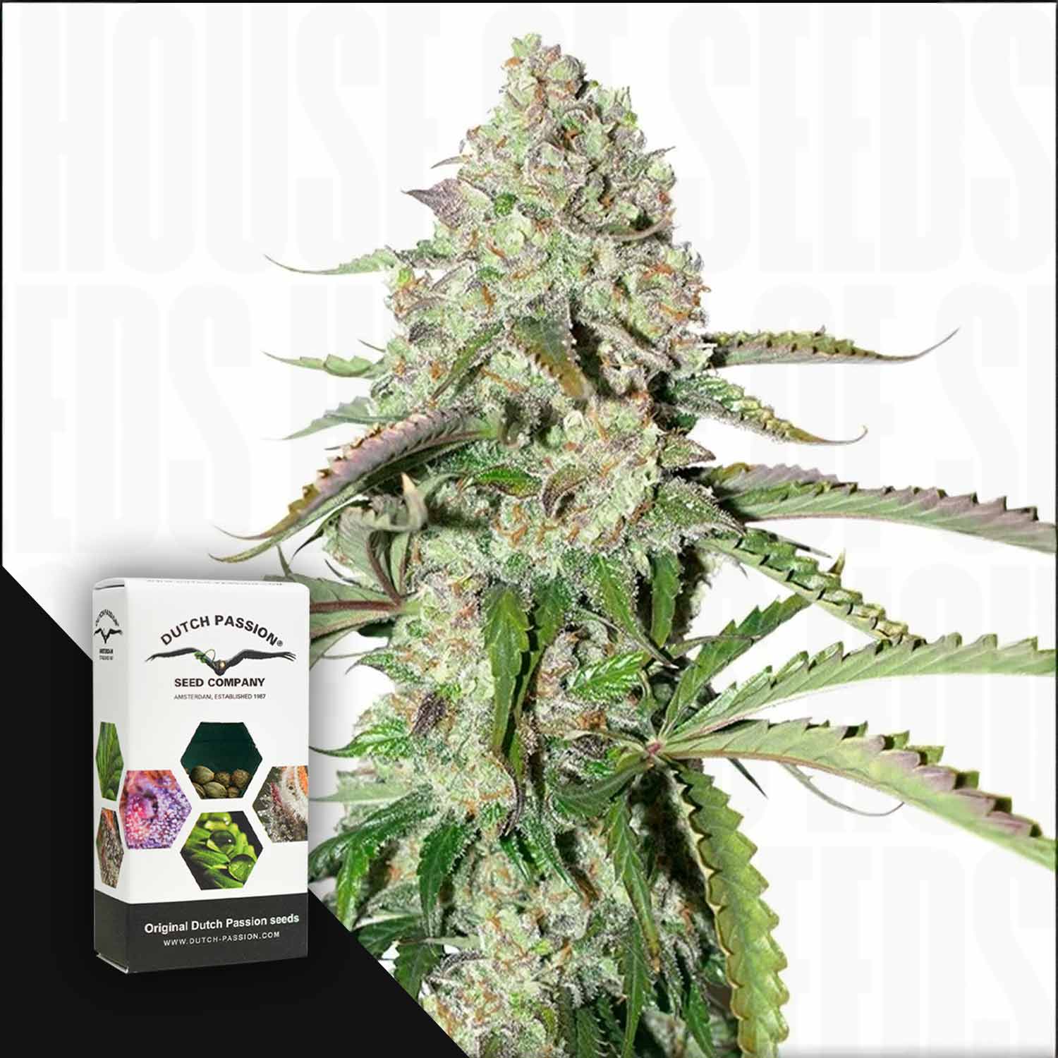 Eine Nahaufnahme von Auto Colorado Cookies Knospen neben einer Dutch Passion Samenfirma Box.