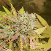 Nahaufnahme der Dutch Passion Critical Orange Punch Cannabis Pflanze mit frostigen Knospen und Blättern in Grün, Gelb und Lila