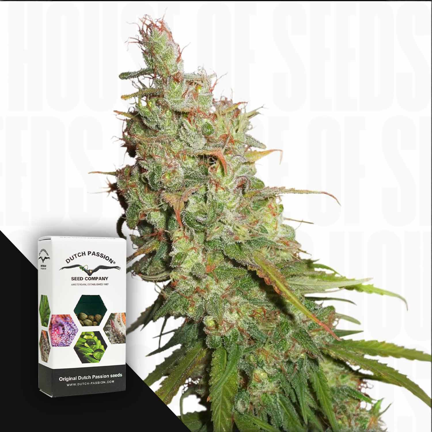 Nahaufnahme von Auto Desfrán-Knospen mit frostigen Trichomen, neben einer Schachtel der Samenfirma Dutch Passion.