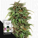 Durban Poison