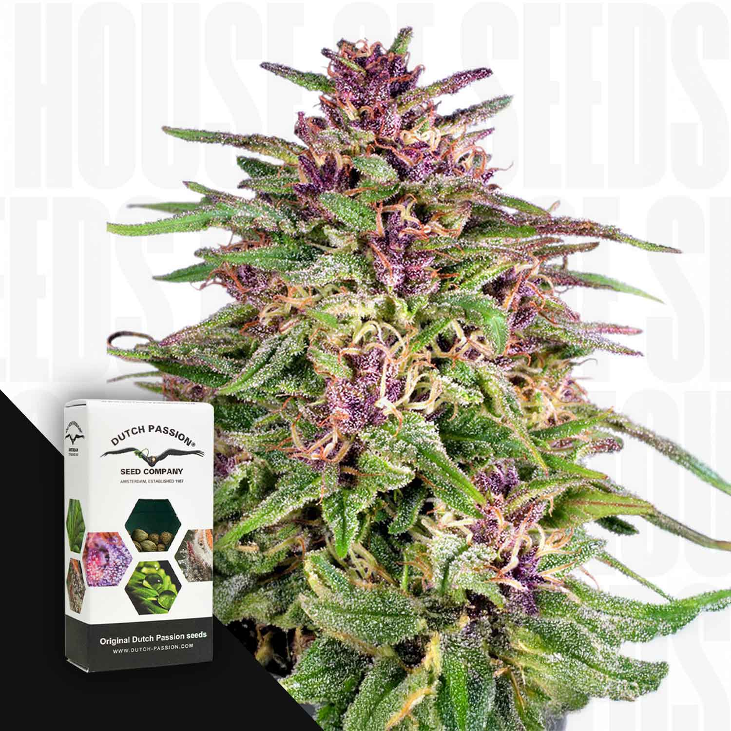 Nahaufnahme einer Frisian Dew Cannabis Pflanze mit lila und grünen Knospen voller Trichome, daneben Dutch Passion Packung